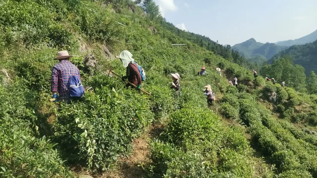 茶农在镇巴山地茶园中务工
