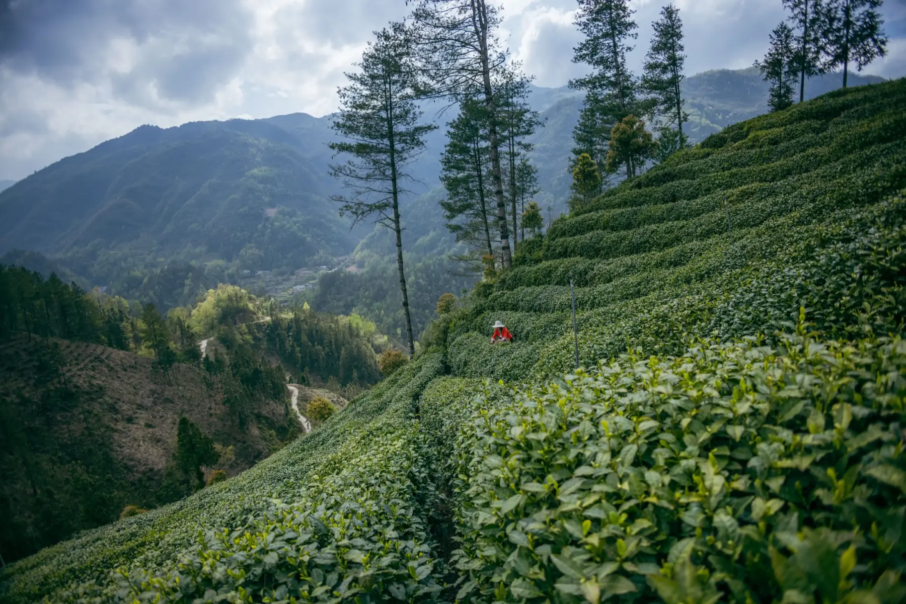 云雾与群山环绕的镇巴山地茶园